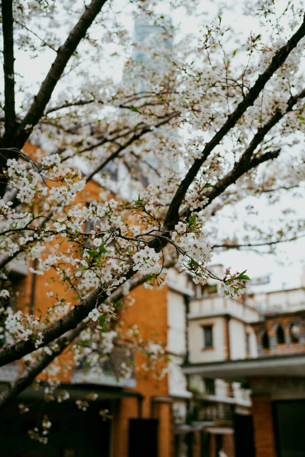 Tommao wang swt4yagvpzs unsplash