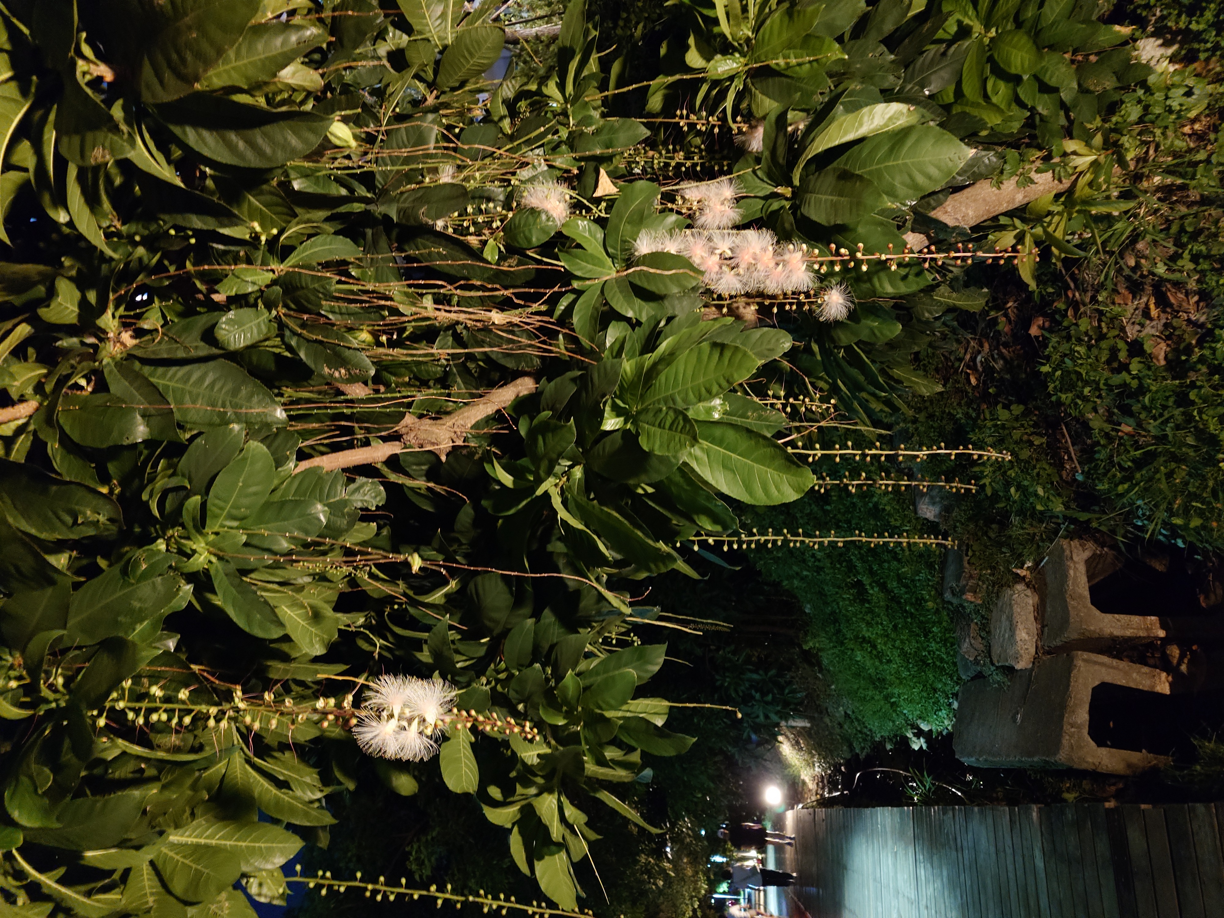 2025.10.09 穗花棋盤腳